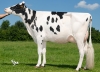 DOSE TAUREAU MILD RED - NFR2258173465 - 6691219