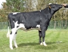 DOSE TAUREAU TAVANJER - NFR2258174712 - 66A1479