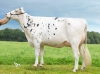 DOSE TAUREAU TAVANJER - NFR2258174712 - 66A1479