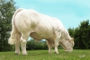 DOSE TAUREAU JOGGING - NFR2314105145 - 3889076