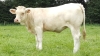 DOSE TAUREAU JOGGING - NFR2314105145 - 3889076
