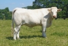 DOSE TAUREAU JOGGING - NFR2314105145 - 3889076