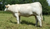 DOSE TAUREAU JOGGING - NFR2314105145 - 3889076