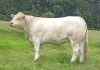 DOSE TAUREAU JOGGING - NFR2314105145 - 3889076