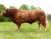 DOSE TAUREAU NEBBIOLO - NFR2318863211 - 3495001