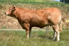 DOSE TAUREAU NEBBIOLO - NFR2318863211 - 3495001