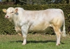 DOSE TAUREAU OBISPO PP - NFR2319103201 - 3895913
