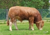 DOSE TAUREAU POLAR - NFR2319116398 - 3496766