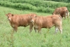 DOSE TAUREAU POUMBA - NFR2320119311 - 3497664