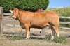 DOSE TAUREAU BEL ORIENT - NFR2424526210 - 3474131