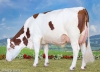 DOSE TAUREAU ULGARI - NFR2520929417 - 46A3466