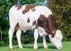DOSE TAUREAU VIANNEY - NFR2521703133 - 46A4244