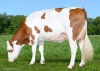DOSE TAUREAU VIANNEY - NFR2521703133 - 46A4244