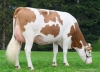 DOSE SEXE 2M 90 F VALBELIEU - XFR2522405344 - 46A4970