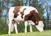 DOSE TAUREAU VERTUEUX - NFR2529261483 - 46A4971