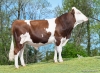 DOSE TAUREAU VALINOR - NFR2529373255 - 46A4528