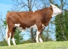 DOSE SEXE 2M 90 F VARSOL - XFR2531974281 - 46A4531