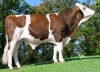 DOSE TAUREAU VERANO - NFR2533293752 - 46A3856