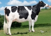 DOSE TAUREAU MERCUTIO - NFR2601116748 - 6691576