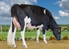 DOSE TAUREAU MERCUTIO - NFR2601116748 - 6691576