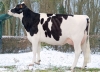 DOSE TAUREAU LOGIC PP - NFR2837624672 - 6689373