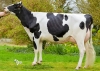 DOSE TAUREAU OTHERSIDE - NFR2911356661 - 6694542