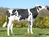 DOSE TAUREAU RAFTER - NFR2912350470 - 6696269