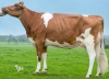 DOSE TAUREAU TERIVES - NFR2912350837 - 19A0509
