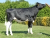 DOSE TAUREAU SALTO P - NFR2912558000 - 6698410