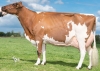 DOSE TAUREAU PAULI - NFR2916577532 - 1995548