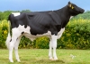 DOSE TAUREAU VOXPOPULI - NFR2919139304 - 66A3894