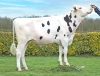 DOSE TAUREAU SUZE - NFR2920196610 - 66A0077