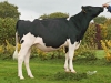 DOSE TAUREAU LYSANDER - NFR2922493760 - 6689375