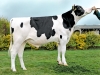 DOSE TAUREAU ODERNEAU - NFR2927061311 - 6694020