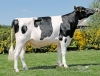 DOSE TAUREAU OPAVA - NFR2928456861 - 6694732
