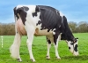 DOSE TAUREAU OPAVA - NFR2928456861 - 6694732