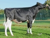 DOSE TAUREAU SONIBEST - NFR2928466923 - 6698413