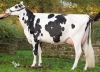 DOSE TAUREAU SONIBEST - NFR2928466923 - 6698413