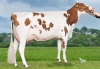 DOSE TAUREAU NEVENTER - NFR2929467561 - 1992886