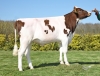 DOSE TAUREAU POLICE P - NFR2929467693 - 1995950