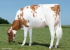 DOSE TAUREAU VALEJO RED - NFR2929586930 - 66A3888