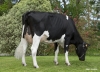 DOSE TAUREAU HARDI - NFR2929784420 - 6683719