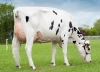 DOSE TAUREAU HURIEL - NFR2930983456 - 6684249