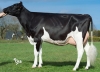 DOSE TAUREAU IROCK - NFR2930983621 - 6686691