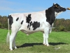 DOSE TAUREAU HELIBOR - NFR2931079211 - 6683729