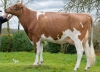 DOSE TAUREAU MINGER P - NFR2931360598 - 1990986