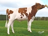 DOSE TAUREAU MACK RED - NFR2931360664 - 6691225