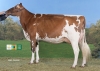 DOSE TAUREAU OGIER - NFR2931360980 - 1994543