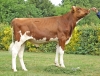 DOSE TAUREAU TYBREIZH - NFR2931361389 - 19A1227