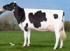 DOSE TAUREAU GLADIATOR - NFR2931364622 - 6681776